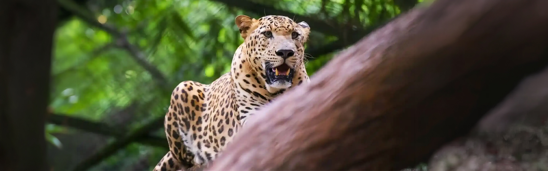 Thiruvananthapuram Zoological Park