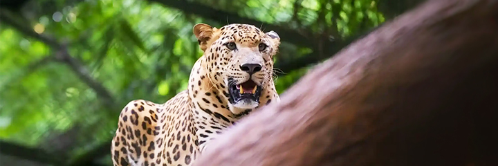 Thiruvananthapuram Zoological Park