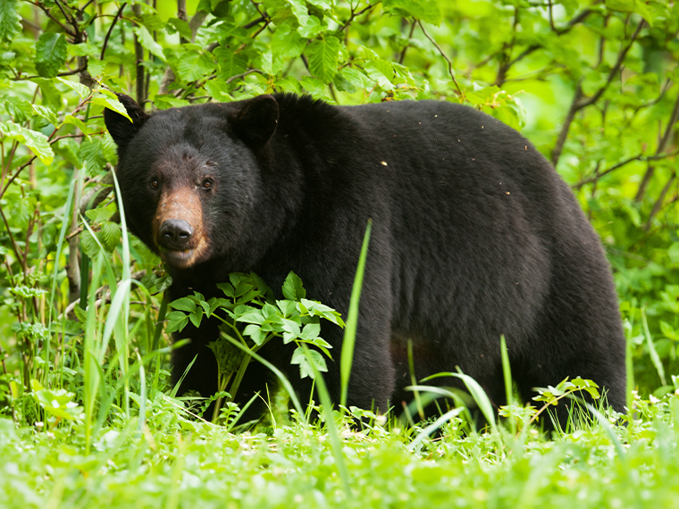 Nature and Wildlife