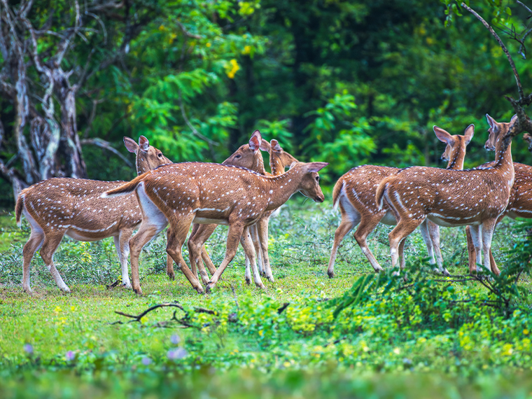 Nature and Wildlife